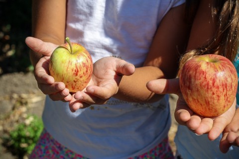 kids with apples kids with apples